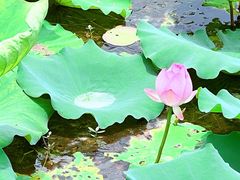 -南国桃园旅游度假区