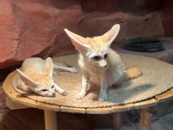 -Zoolung Zoolung动物主题公园(海信广场店)