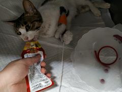 -宠爱国际动物医院· 猫科· 外科·中兽医(长白店)