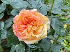 -人民公园(罗湖区)