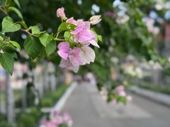 -帕辛寺