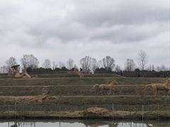 -乌村