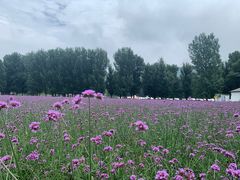 -紫海香堤香草艺术庄园