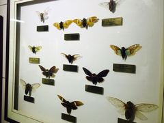 -上海昆虫博物馆