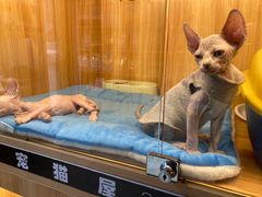 -欣宠猫屋·矮脚拿破仑·蓝金金渐层