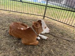 -呼和诺尔旅游景区