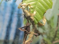 -上海大自然野生昆虫馆(东方明珠·爬宠昆虫探索中心)
