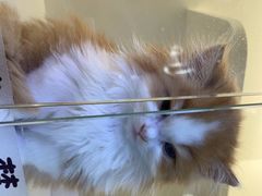 -小猫来了·猫舍(红山六九七九店)