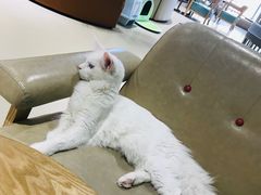 -藏猫猫咖啡主题馆(中央大道店)