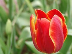 -洛阳郁金香牡丹园