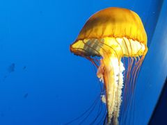 -太平洋海底世界