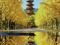 -龙华素斋(龙华路店)