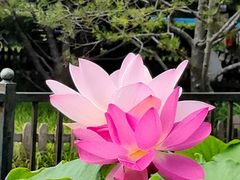 -莲花池公园