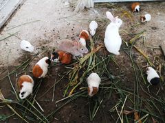 -上海多利农业发展有限公司