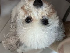 -安琪娜动物医院•健康管理•骨科•急重症诊疗中心