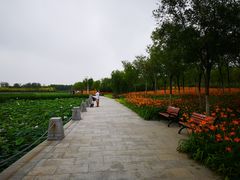 -天津东丽湖风景区