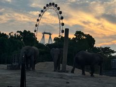 -上海野生动物园