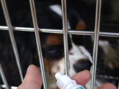 -瑞派名望24h动物医院异宠专科·猫专科·骨科·重症监护分院