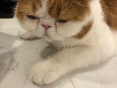 -飞行喵MR PILOT|猫舍·猫咖(静安大融城店)