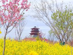 -古柏渡丰乐樱花园