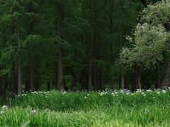 -上海共青森林公园