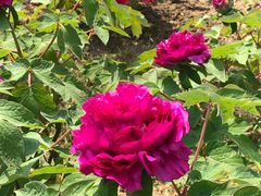 -合肥三国新城遗址公园