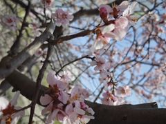 -桃花堤公园