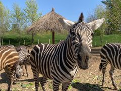 -北京野生动物园