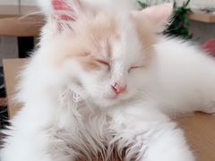 -平行世界·猫咖(首经贸店)