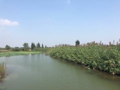 -泗洪洪泽湖湿地景区