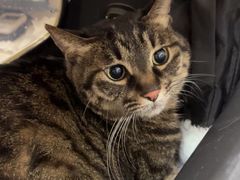 -瑞鹏宠物医院·爱宠堂·骨外专科(西荷分院)