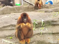 -大连森林动物园