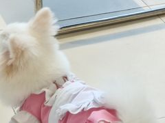 -怪兽屋·羊驼·猫咖·狗咖(俊华广场店)