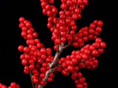 -老字号周记古蔺麻辣鸡·非物质文化遗产传承店