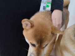 -是阿柴呀！柴犬咖啡·爱喵喵猫咖