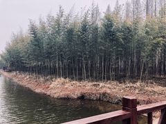 -黄海国家森林公园