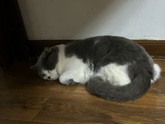 -瑞鹏宠物医院·骨科·猫科·内科(第一中心)