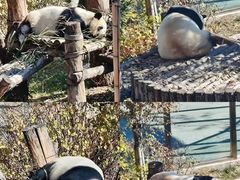 -青藏高原野生动物园