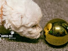 -超宠爱宠物摄影-Super pet