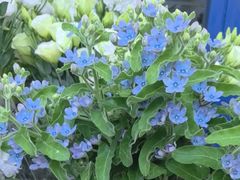 -亭亭鲜花店(中山北路店)