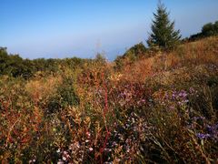 -白草畔自然风景区