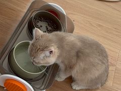 -猫十亿·布偶金渐层·曼基康矮脚猫舍(青年路店)