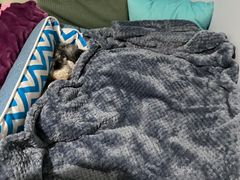 -佳雯宠物医院(金华南路分院)