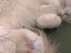 -飞行喵MR PILOT|猫舍·猫咖(静安大融城店)