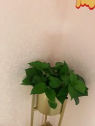 -薇兰专业脱毛连锁机构