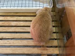 -宠物兔专门店(天丰利市场店)