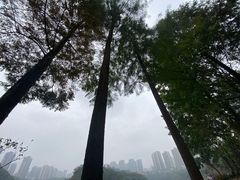 -重庆彩云湖湿地公园