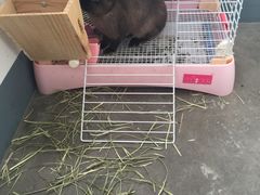 -宠物兔专门店(天丰利市场店)