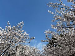 -高东镇樱花园
