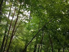 -五营红松林海景区